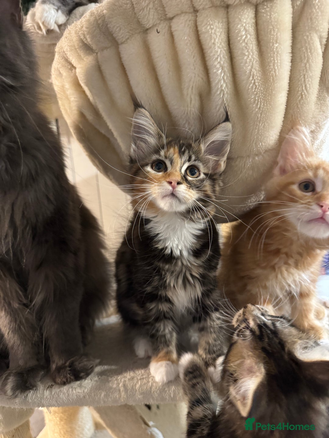 Maine Coon cats for sale: Maine coon kittens 5 girls  - Advert 13