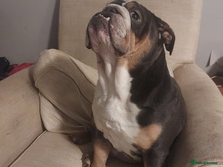 Old Tyme Bulldog dogs British bulldog - Advert 5