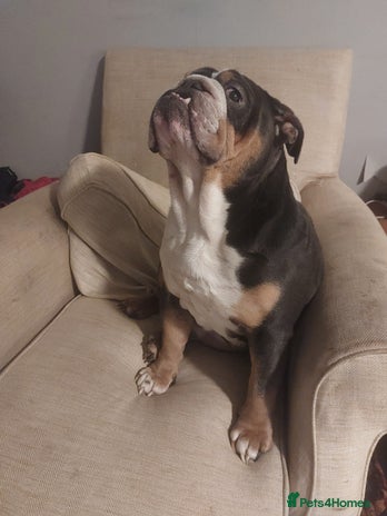 Old Tyme Bulldog dogs British bulldog - Advert 1