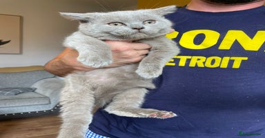 Scottish Fold cats in Altrincham - Advert 8