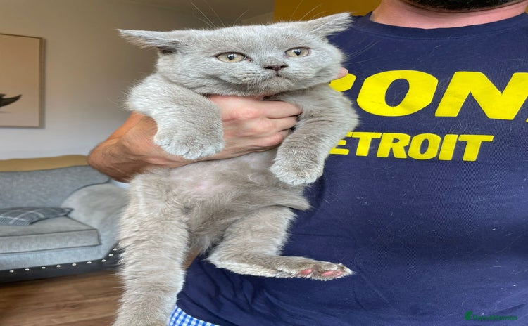 Scottish Fold cats in Altrincham - Advert 2