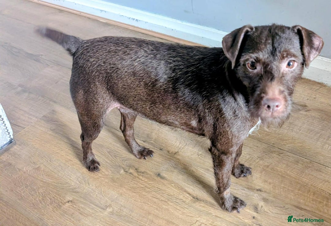 Patterdale Terrier dogs for sale: Patterdale male  - Advert 2