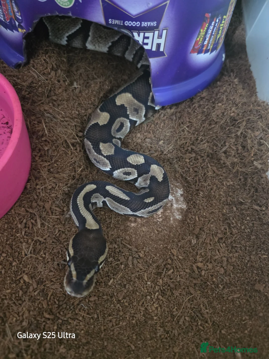 Python Snake reptiles for sale: Royal/ball python in Kirkby Stephen - Advert 2