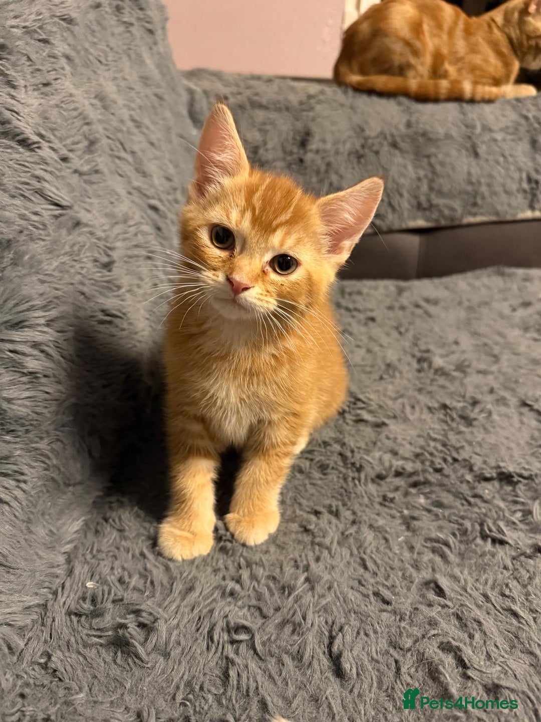 Mixed Breed cats for sale: 5 beautiful 11week old kittens for sale - Advert 11