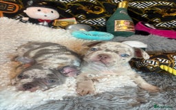 French Bulldog dogs for sale: Stunning Newshade French Bulldog Puppies - Image 10