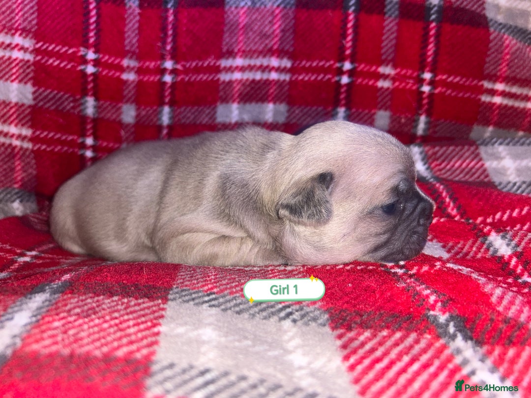 French Bulldog dogs for sale: 3 x Stunning French Bulldog Puppies  - Advert 3