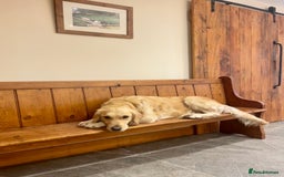 Golden Retriever dogs for sale: Beautiful Golden Retriever Puppies  - Image 8