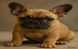 French Bulldog dogs for sale: Rare Sable Frenchie–Raised Right & Ready Now! 🍼🐾 in Preston - Image 8