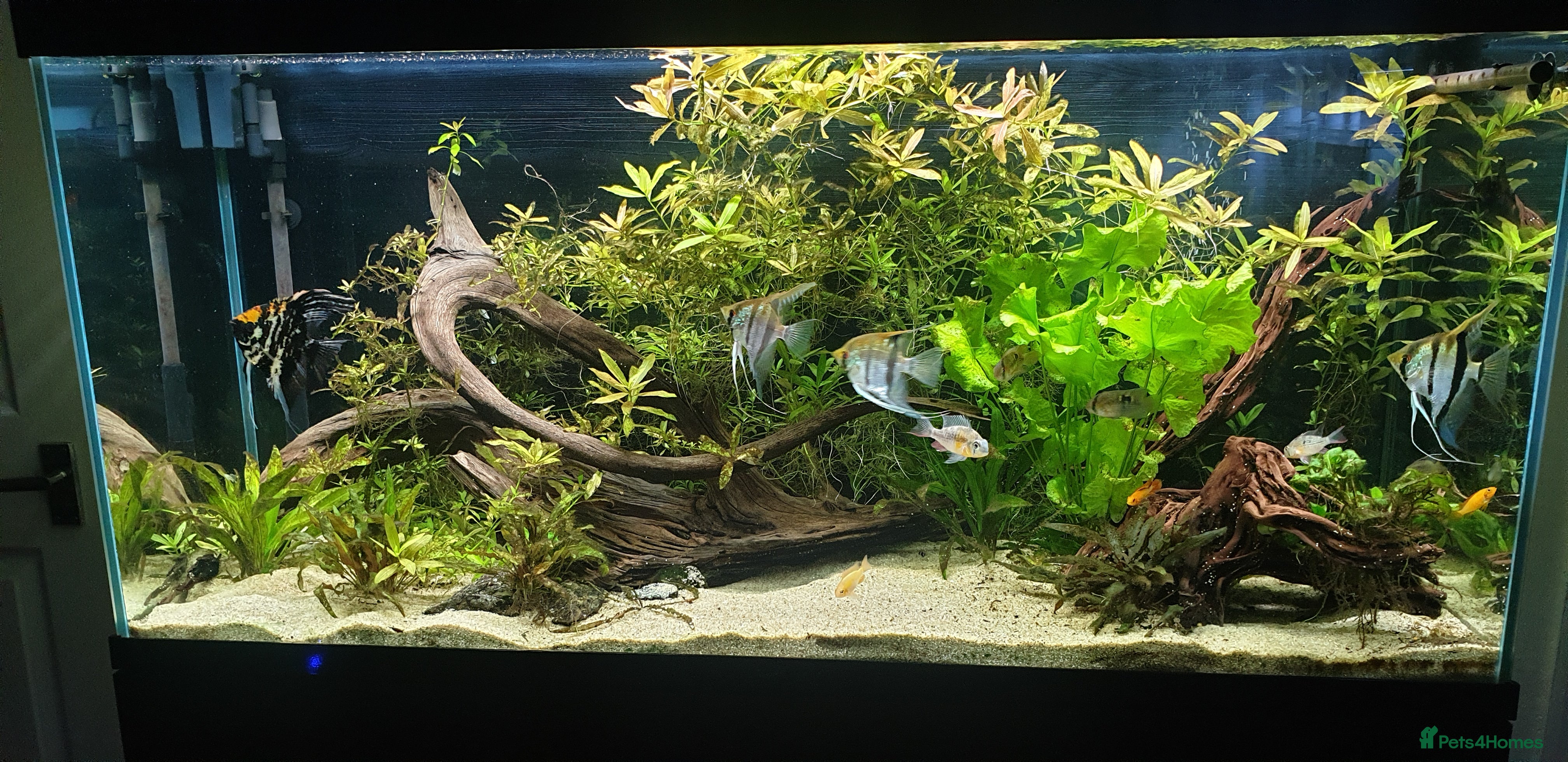 Angelfish fish Wild type angelfish  in Hinckley - Advert 4