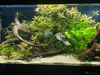 Angelfish fish Wild type angelfish in Hinckley - Advert 4