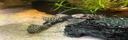 Plecos fish for sale: 2 MALE Breeding age Longfin Bristlenose - Advert 1