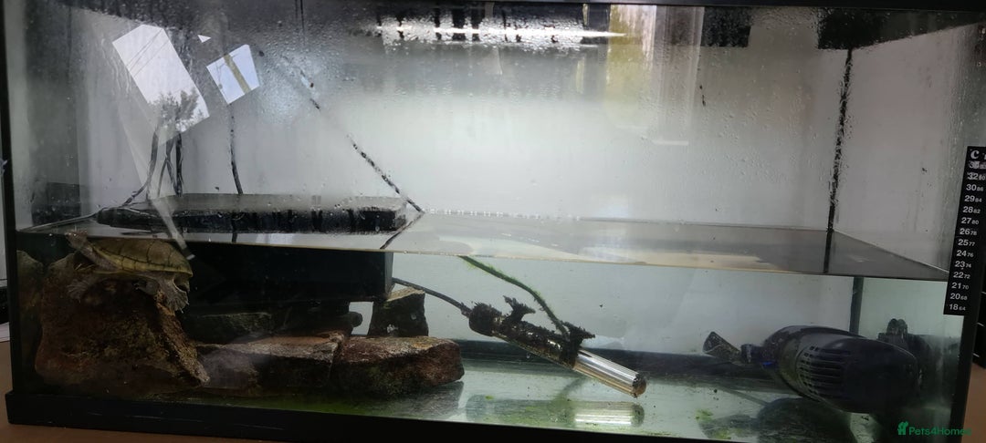 Turtle reptiles for sale: Turtle and setup - Image 6