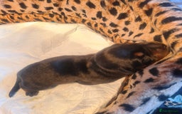 Rottweiler dogs for sale: Stunning rottweiler puppies  - Image 15