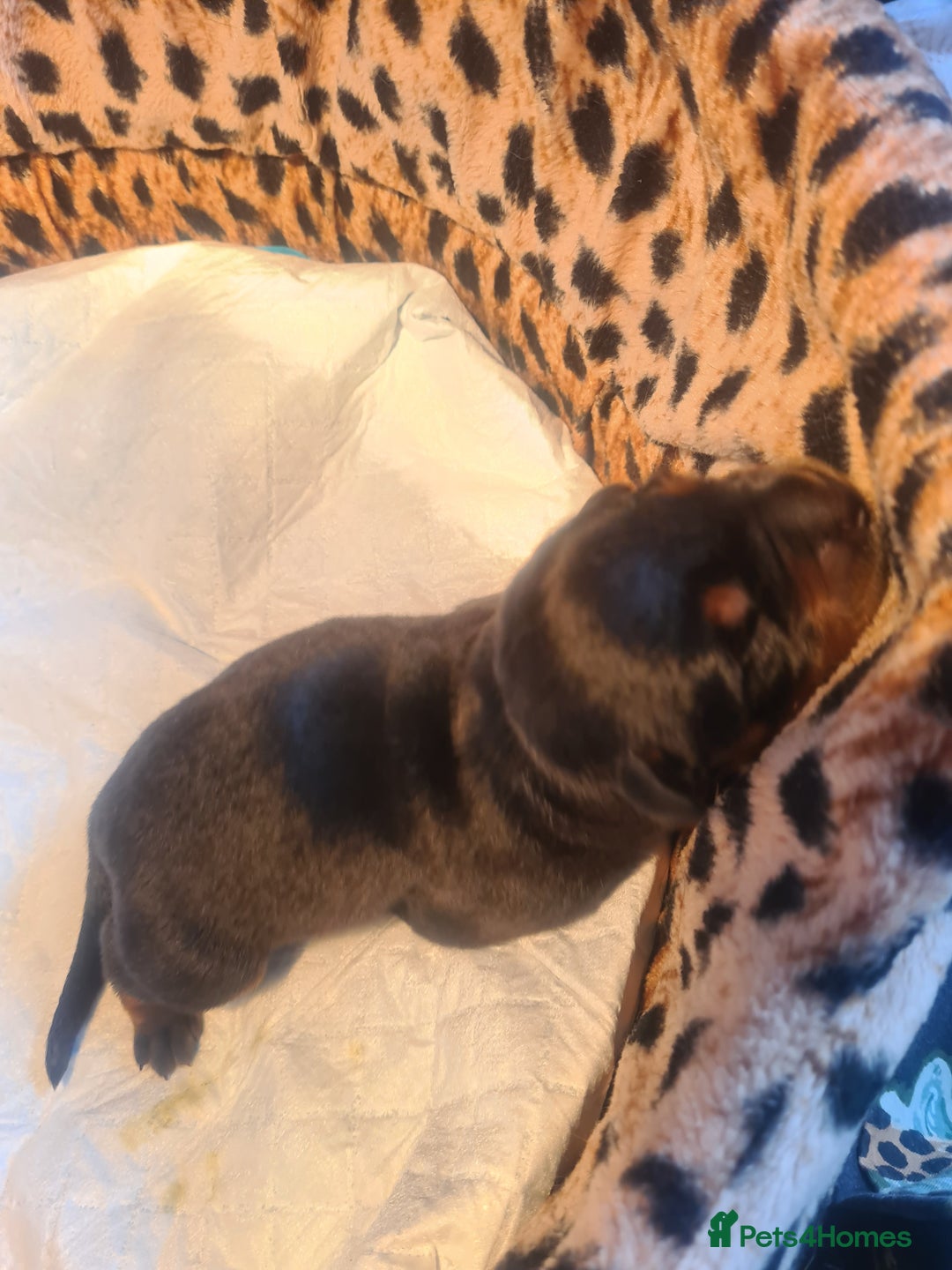 Rottweiler dogs for sale: Stunning rottweiler puppies  - Image 15