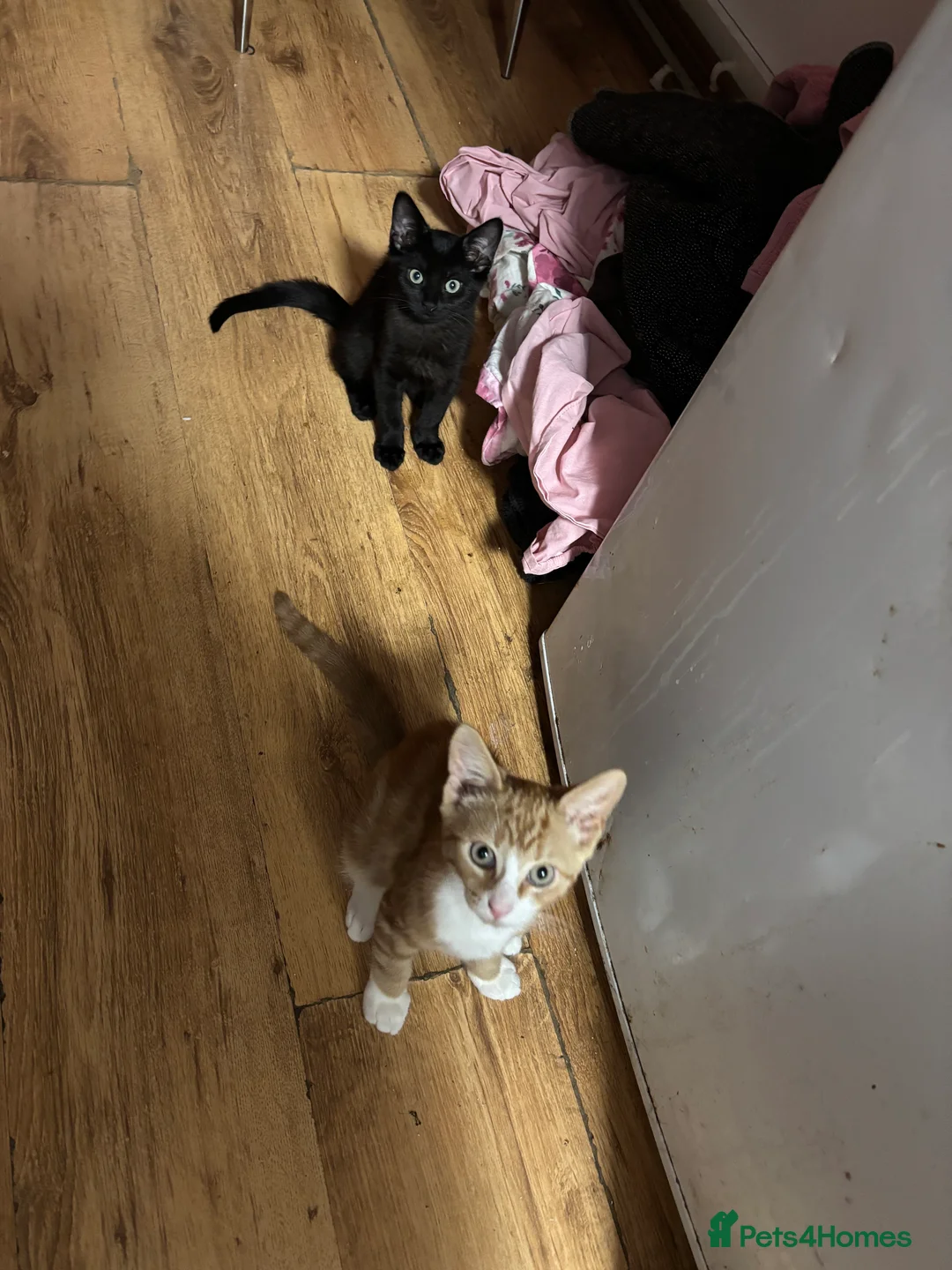 Maine Coon cats for sale: Kittens  - Advert 2