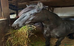 Fell horses for sale: Companion Home Wanted – 13yo Fell Pony Gelding - Image 2