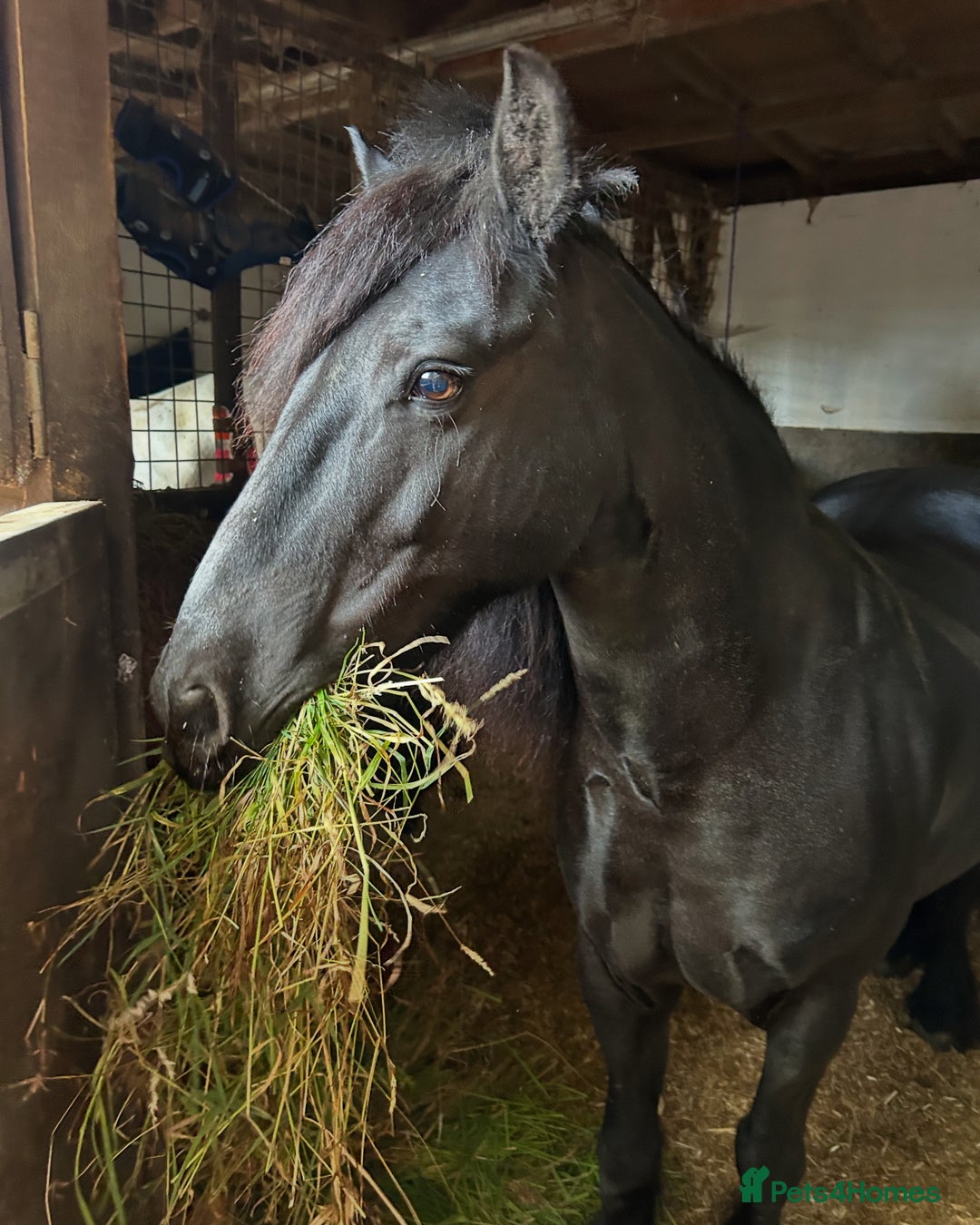 Fell horses for sale: Companion Home Wanted – 13yo Fell Pony Gelding - Image 2