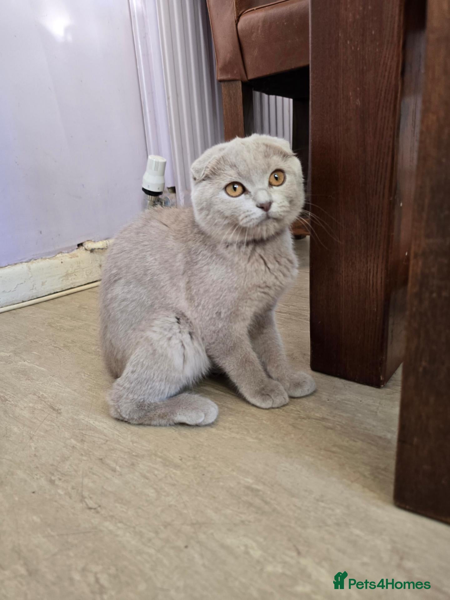 Scottish Fold cats scottish fold kitten - Advert 11