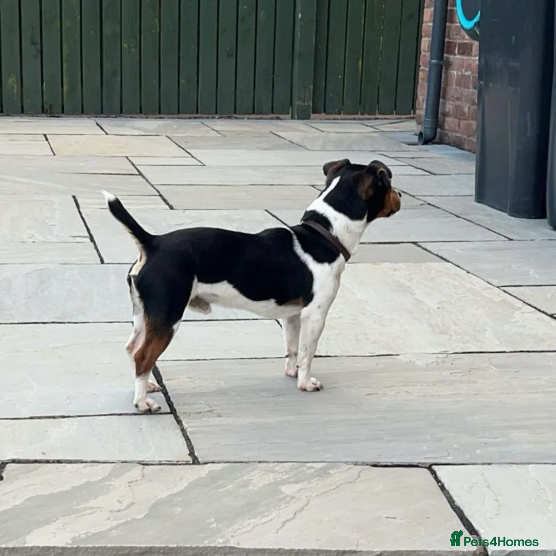 Jack Russell dogs for stud: Jack Russell tri color miniature smooth coat stud in Carlisle - Advert 2