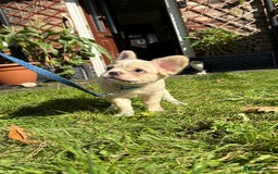 French Bulldog dogs for sale: 3 left- Fluffy French bulldogs pink & testable  - Advert 15