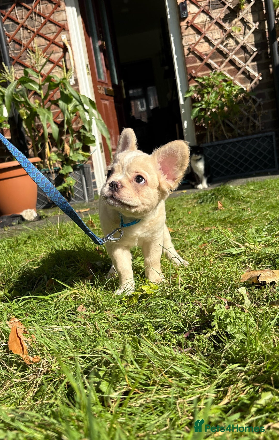 French Bulldog dogs for sale: 3 left- Fluffy French bulldogs pink & testable  - Advert 15