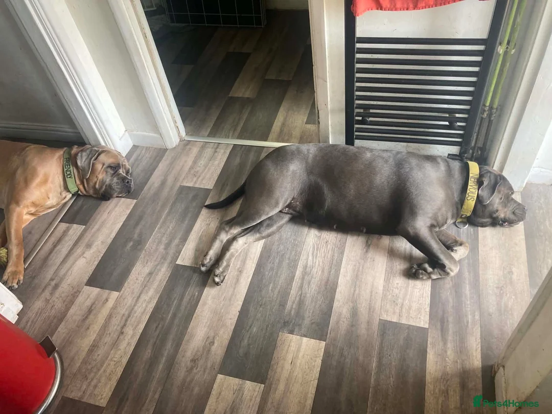 Cane Corso dogs for sale: Male and female cane corso  in Stafford - Advert 17