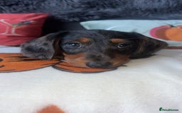 Doxiepoo dogs for sale: House trained READY NOW FOR THERE FOREVER HOMES ❤️ - Image 22