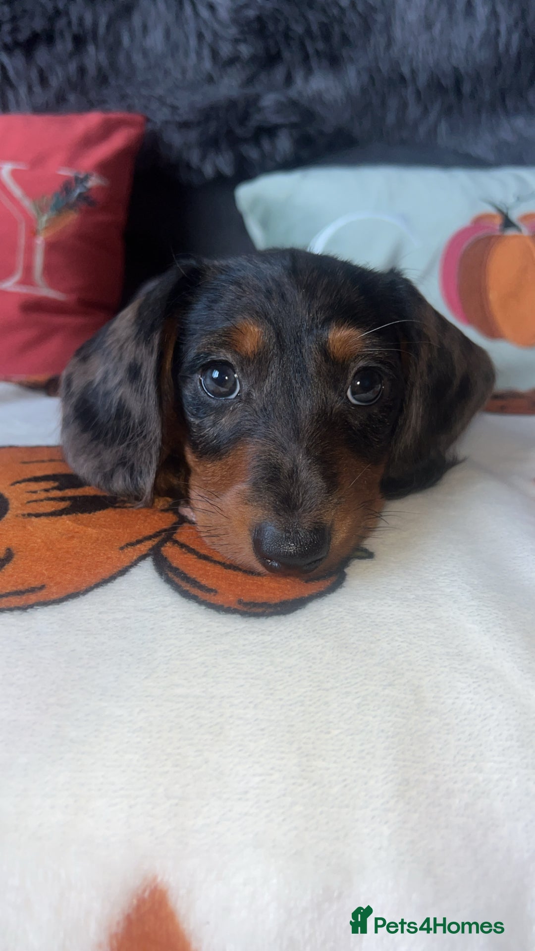 Doxiepoo dogs for sale: House trained READY NOW FOR THERE FOREVER HOMES ❤️ - Image 22