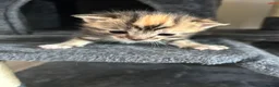 Domestic Shorthair cats for sale: 4 Beautiful Domestic Shorthair Kittens  - Advert 21