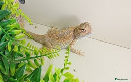 Lizard reptiles for sale: Egyptian Sand Agama lizard - Image 1