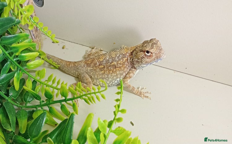 Lizard reptiles - Advert 13