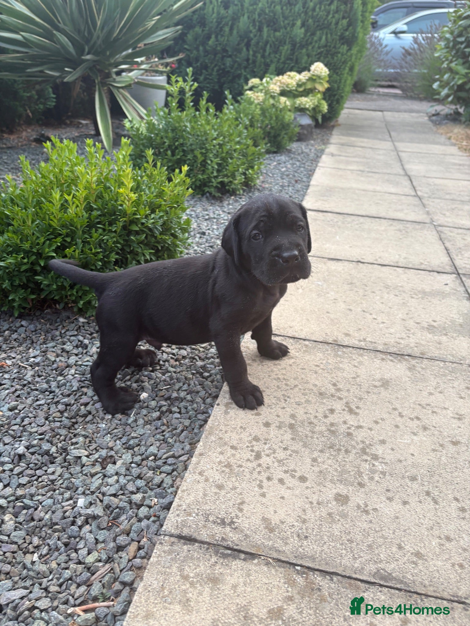 Cane Corso dogs 4 Stunning Cane Corso Big Boys!!! - Advert 2