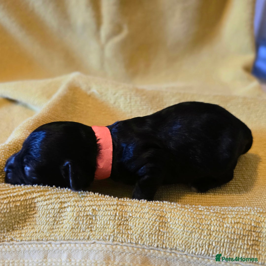 Shihpoo dogs for sale: ADORABLE F1B SHIHPOO PUPPIES! - Image 7