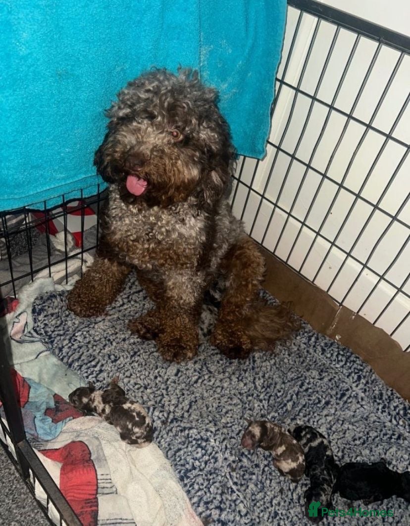 Cockapoo dogs *top quality cockapoo puppies** Hypoallergenic  - Advert 1