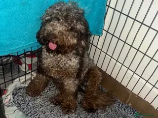 Cockapoo dogs *top quality cockapoo puppies** Hypoallergenic - Advert 1