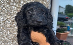 Cockapoo dogs for sale: Cockapoo puppies - Image 21