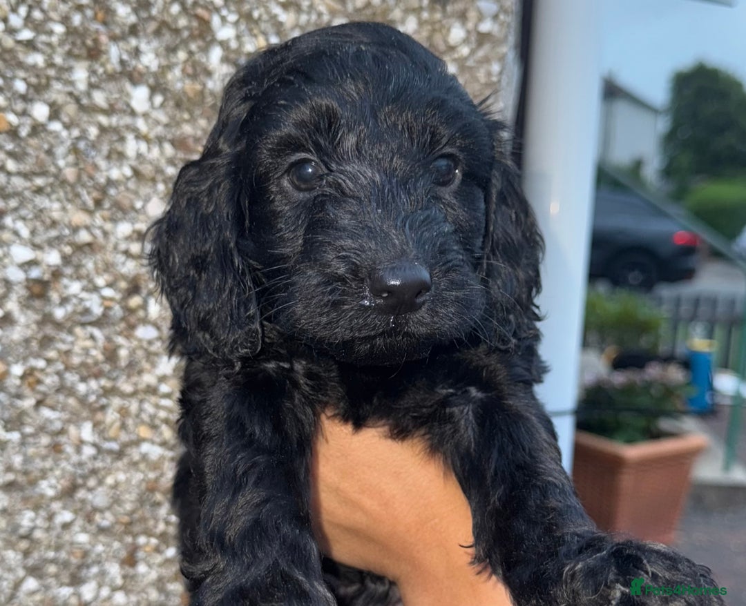 Cockapoo dogs for sale: Cockapoo puppies - Image 21