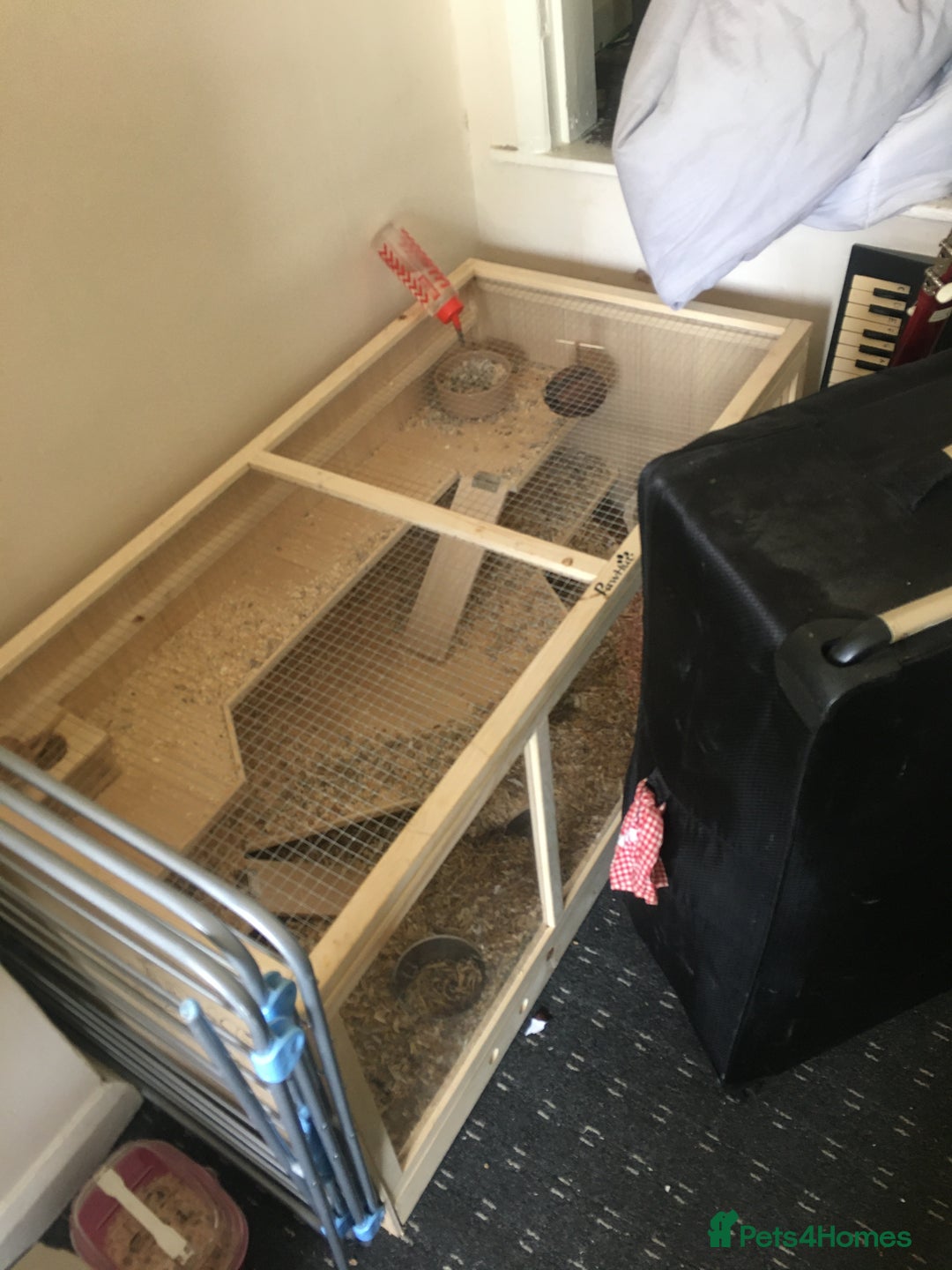 Gerbil rodents for sale: 2 Female Gerbils / With cage - Image 2