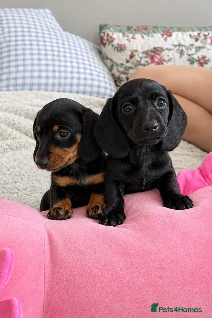 Miniature Dachshund dogs Miniature dachshund  - Advert 7