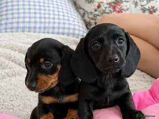 Miniature Dachshund dogs Miniature dachshund - Advert 7
