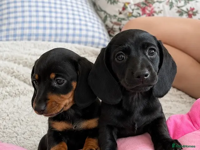 Miniature Dachshund dogs Miniature dachshund - Advert 22