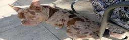 American Bully dogs for sale: Exotic merle pocket bully - Advert 5