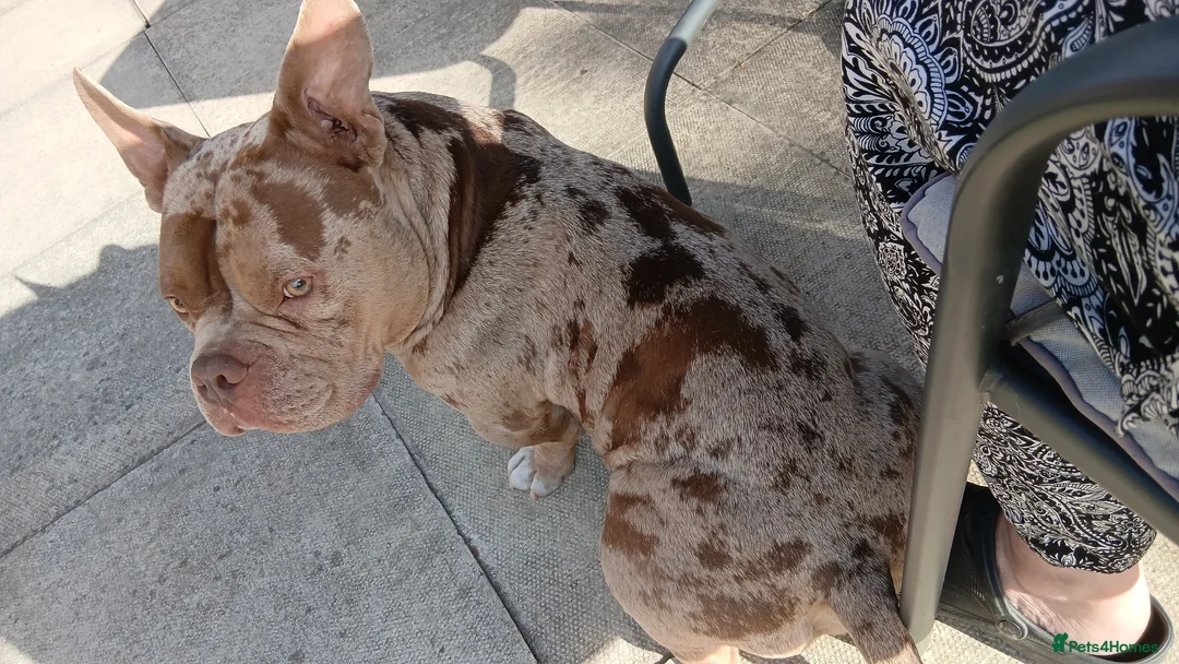 American Bully dogs for sale: Exotic merle pocket bully - Advert 5