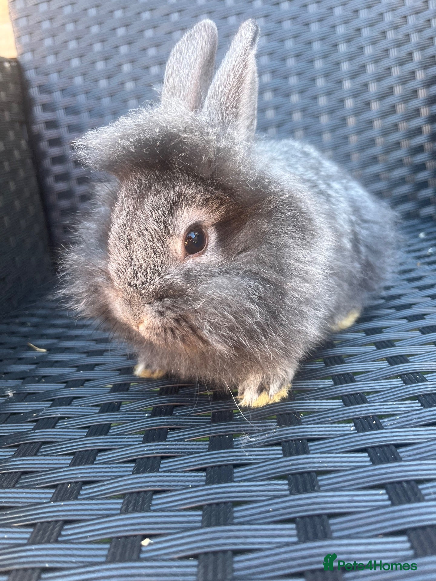 Mini Lion Lop rabbits Lion lops ready to go Friday - Advert 6