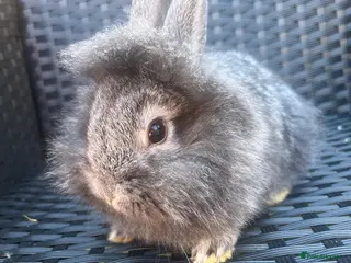 Mini Lion Lop rabbits Lion lops ready to go Friday - Advert 6