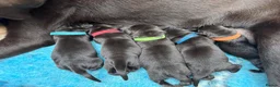 Labrador Retriever dogs for sale: KENNEL CLUB REGISTERED CHOCOLATE LABRADOR PUPPIES  - Advert 16