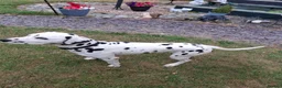 Dalmatian dogs for stud: Kalvadene nick of time - Stud Dog  in Stoke-on-Trent - Advert 5