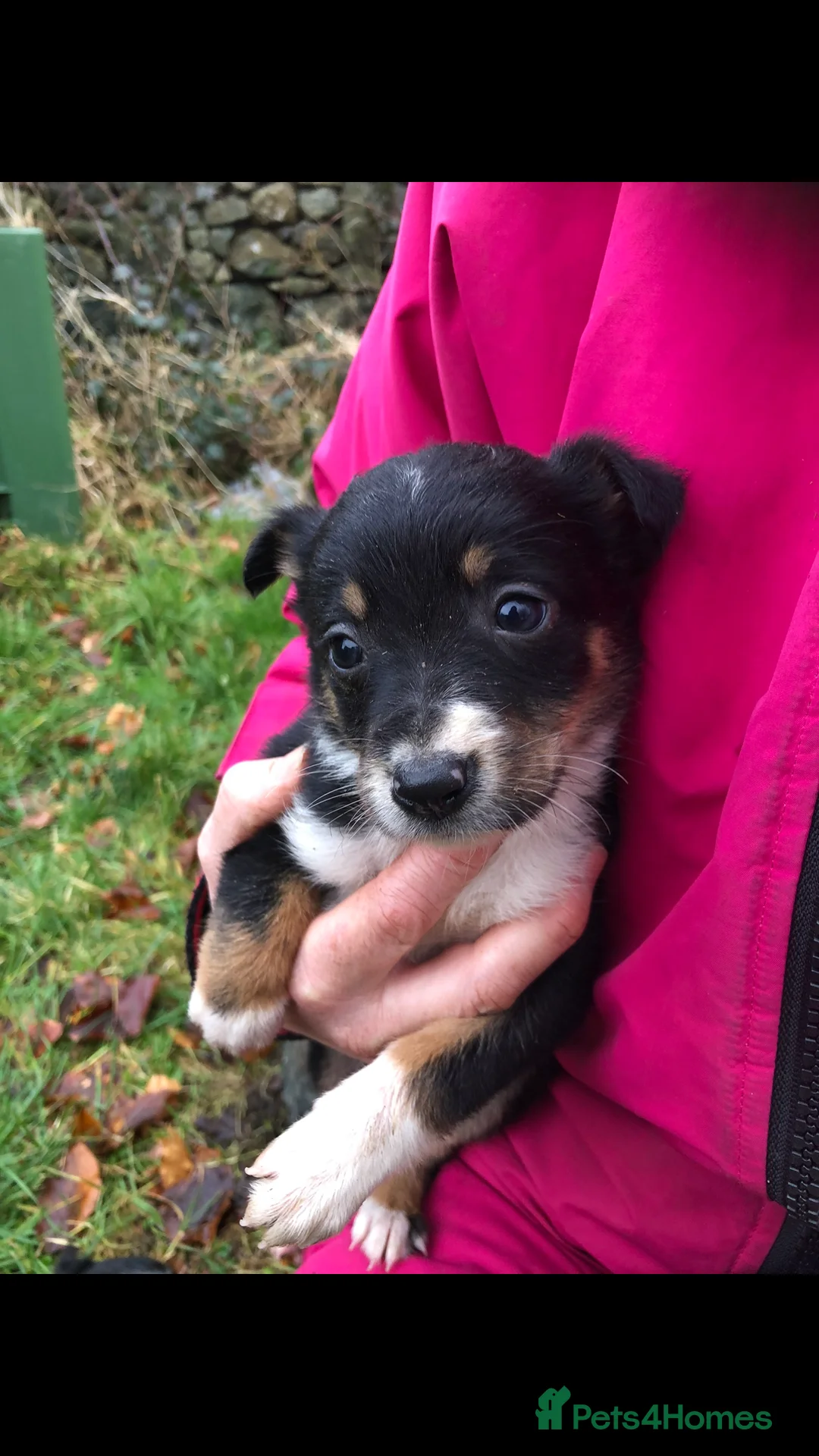 Mixed Breed dogs for sale: Border collie x Australian kelpie  - Advert 4