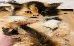 Mixed Breed cats for sale: Beautiful kittens ready for new homes.  - Image 5