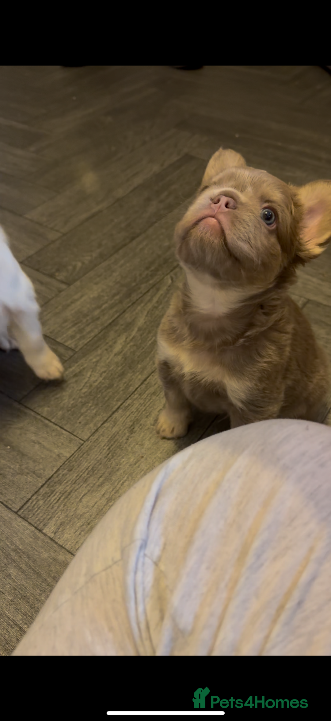 French Bulldog dogs for sale: Fluffy f - Advert 6